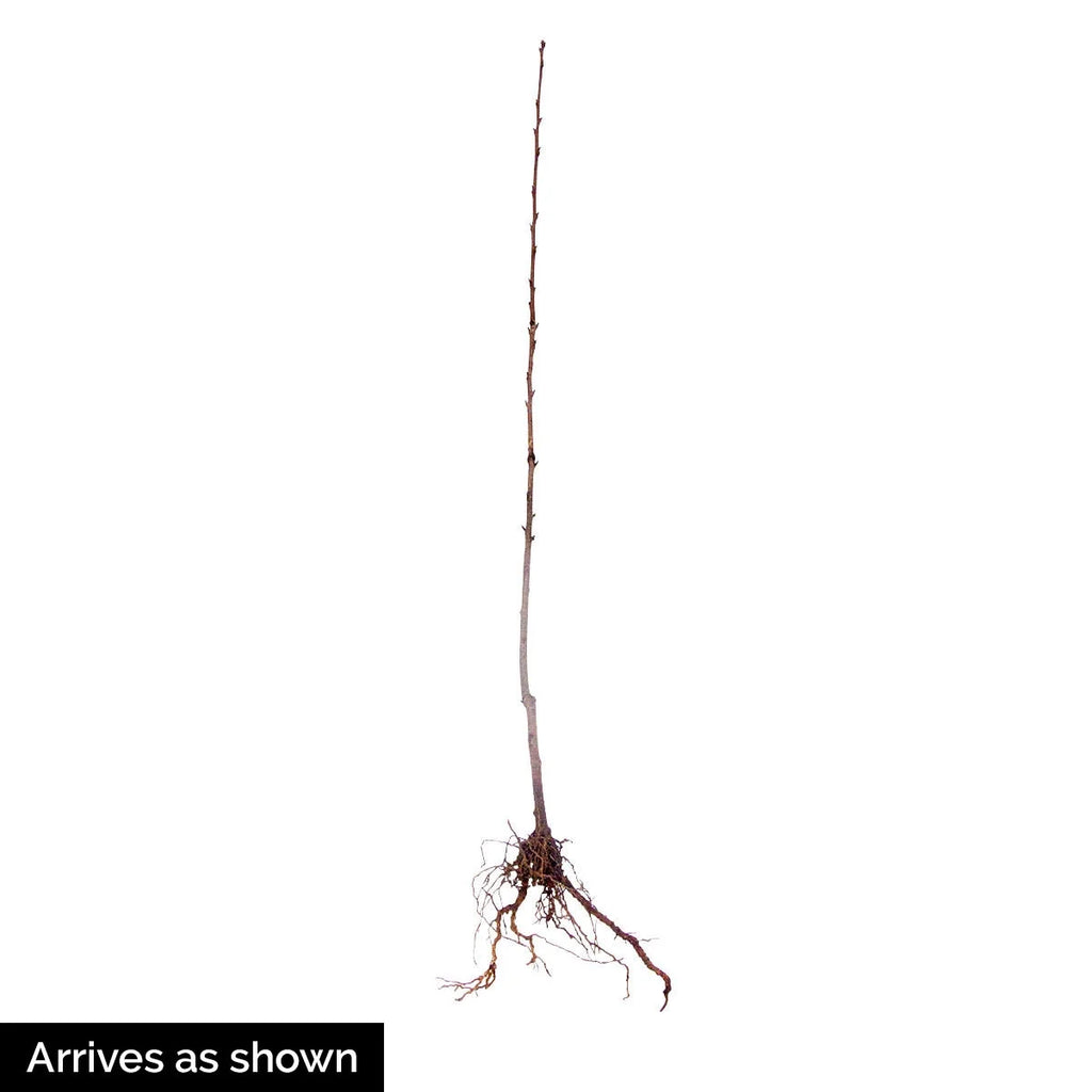 Black Tartarian Cherry Dormant Bare Root Starter Fruit Tree (1-Pack) K888577