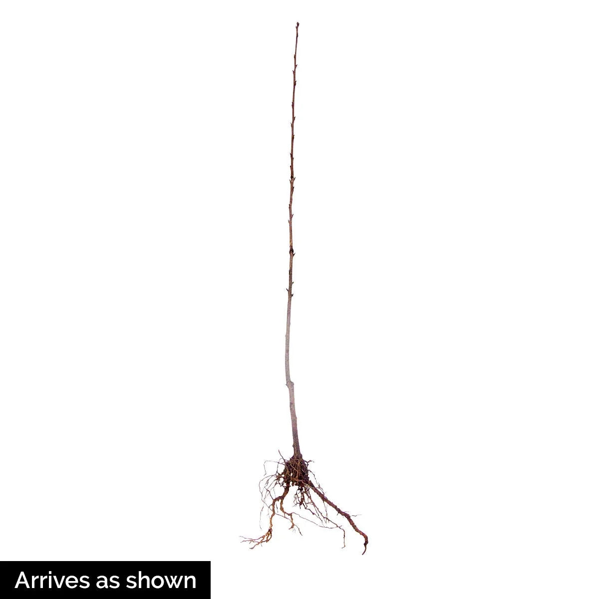 Black Tartarian Cherry Dormant Bare Root Starter Fruit Tree (1-Pack) K888577
